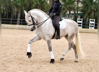 PRE Mix, Castrone, 7 Anni, 162 cm, Grigio