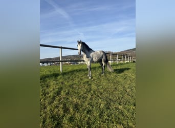 PRE Mix, Castrone, 7 Anni, 162 cm, Grigio pezzato
