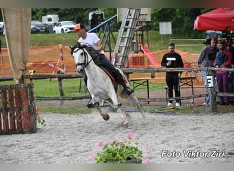 PRE, Castrone, 7 Anni, 163 cm, Grigio