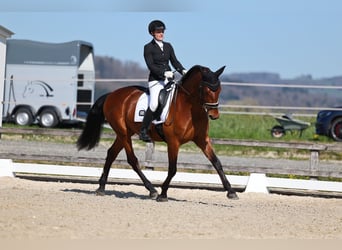PRE, Castrone, 7 Anni, 165 cm, Baio