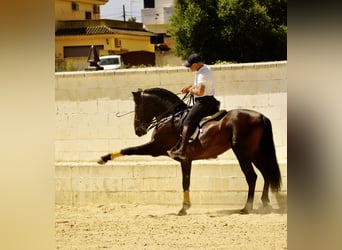 PRE, Castrone, 7 Anni, 165 cm, Baio scuro