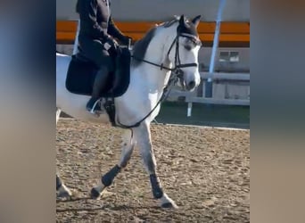 PRE, Castrone, 7 Anni, 165 cm, Grigio