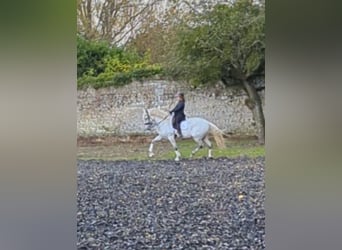 PRE Mix, Castrone, 7 Anni, 165 cm, Grigio