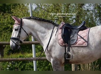 PRE, Castrone, 7 Anni, 165 cm, Grigio rossastro