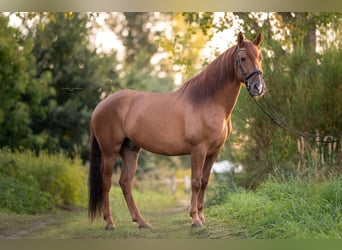 PRE Mix, Castrone, 7 Anni, 165 cm, Sauro