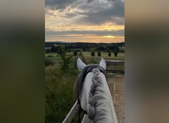 PRE Mix, Castrone, 7 Anni, 166 cm, Grigio