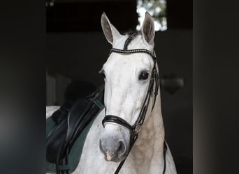 PRE Mix, Castrone, 7 Anni, 166 cm, Grigio