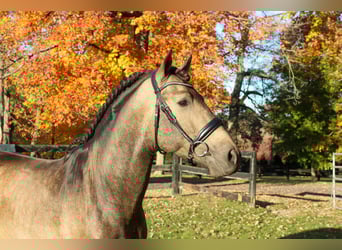 PRE Mix, Castrone, 7 Anni, 166 cm, Pelle di daino