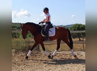 PRE, Castrone, 7 Anni, 167 cm, Baio