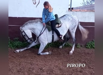 PRE Mix, Castrone, 7 Anni, 167 cm