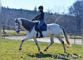 PRE Mix, Castrone, 7 Anni, 167 cm, Grigio