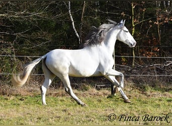 PRE Mix, Castrone, 7 Anni, 167 cm, Grigio