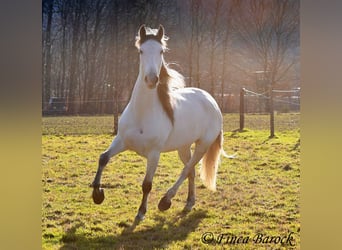 PRE Mix, Castrone, 7 Anni, 167 cm, Grigio