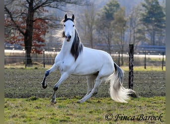 PRE Mix, Castrone, 7 Anni, 167 cm, Grigio