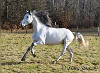 PRE Mix, Castrone, 7 Anni, 167 cm, Grigio