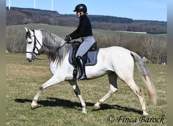 PRE Mix, Castrone, 7 Anni, 167 cm, Grigio