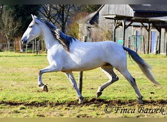 PRE Mix, Castrone, 7 Anni, 167 cm, Grigio