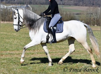 PRE Mix, Castrone, 7 Anni, 167 cm, Grigio