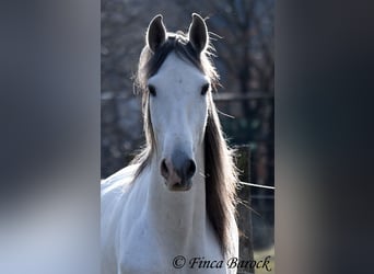 PRE Mix, Castrone, 7 Anni, 167 cm, Grigio
