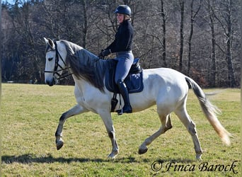 PRE Mix, Castrone, 7 Anni, 167 cm, Grigio