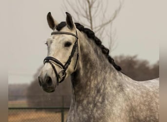 PRE Mix, Castrone, 7 Anni, 167 cm, Grigio