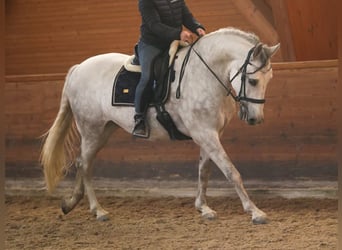 PRE Mix, Castrone, 7 Anni, 167 cm, Grigio