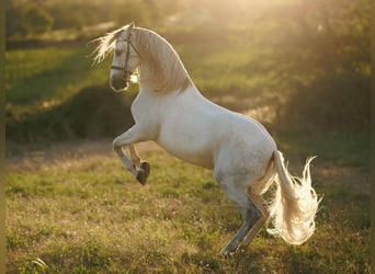 PRE Mix, Castrone, 7 Anni, 167 cm, Grigio