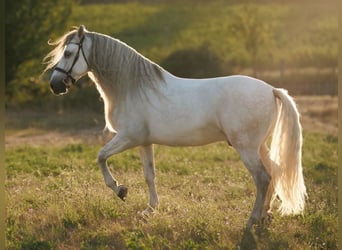 PRE Mix, Castrone, 7 Anni, 167 cm, Grigio