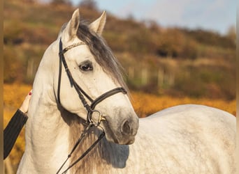 PRE Mix, Castrone, 7 Anni, 167 cm, Grigio