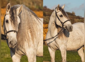 PRE Mix, Castrone, 7 Anni, 167 cm, Grigio
