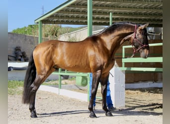 PRE Mix, Castrone, 7 Anni, 168 cm, Baio