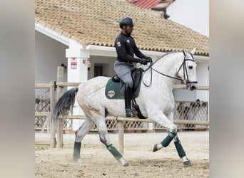 PRE Mix, Castrone, 7 Anni, 168 cm, Grigio