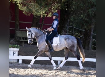 PRE, Castrone, 7 Anni, 170 cm, Grigio