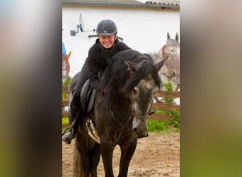 PRE, Castrone, 7 Anni, 170 cm, Grigio ferro