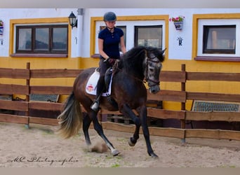 PRE, Castrone, 7 Anni, 170 cm, Grigio ferro