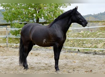 PRE, Castrone, 7 Anni, 170 cm, Morello