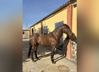 PRE, Castrone, 7 Anni, 171 cm, Baio