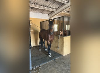 PRE, Castrone, 7 Anni, 171 cm, Baio