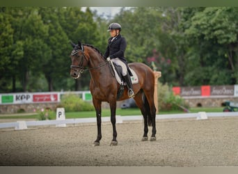 PRE, Castrone, 7 Anni, 172 cm, Baio