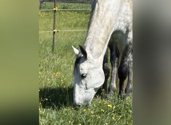 PRE Mix, Castrone, 7 Anni, 172 cm, Grigio