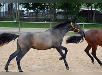 PRE Mix, Castrone, 7 Anni, 173 cm, Grigio