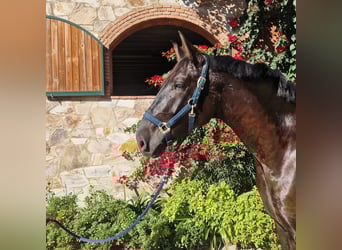 PRE Mix, Castrone, 7 Anni, 175 cm