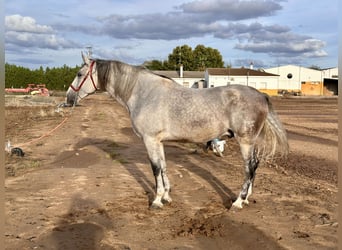 PRE, Castrone, 7 Anni, 177 cm, Grigio