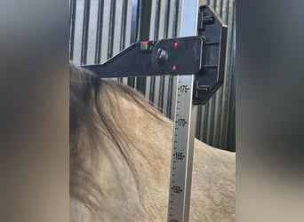 PRE, Castrone, 7 Anni, 177 cm, Grigio