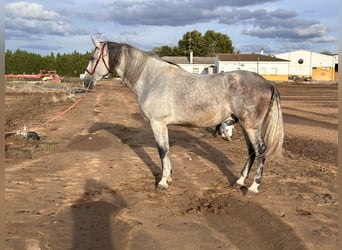 PRE, Castrone, 7 Anni, 177 cm, Grigio