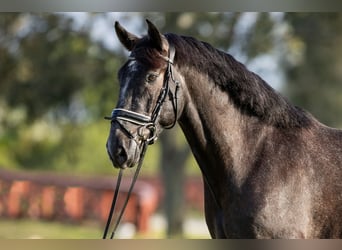 PRE Mix, Castrone, 7 Anni, Grigio