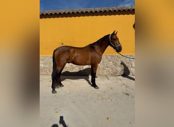 PRE, Castrone, 8 Anni, 160 cm, Baio