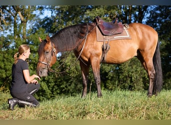 PRE, Castrone, 8 Anni, 160 cm, Baio