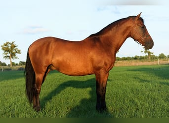 PRE, Castrone, 8 Anni, 160 cm, Baio