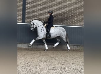 PRE Mix, Castrone, 8 Anni, 160 cm, Grigio